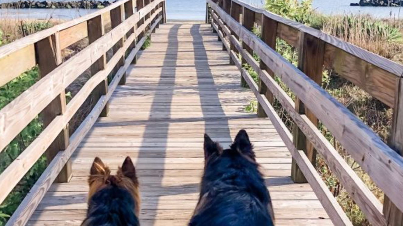 Dog-Friendly Norfolk - VisitNorfolk