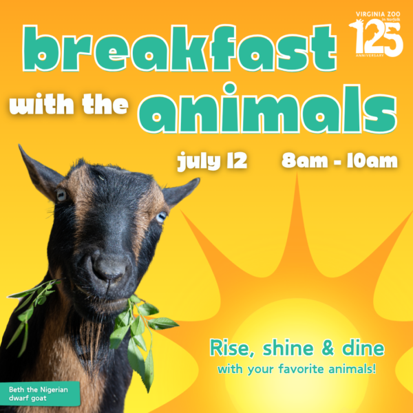 A goat having a snack over an image of the morning sun.